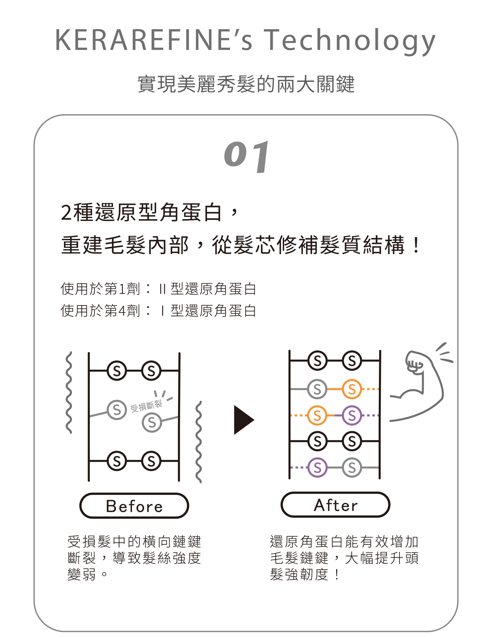 KERAREFINE技術原理一：2種還原型角蛋白重建S-S鍵結，從髮芯修補髮質結構示意圖